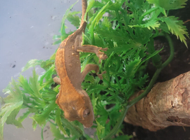 crested geckos