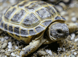 Horsfield tortise