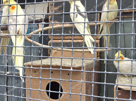 Cockatiels