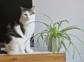 Lost Cat