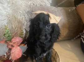 Cocker spaniel puppies