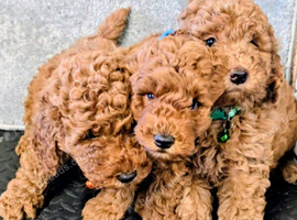 F1 B COCKAPOO PUPPIES