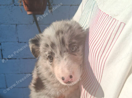 Blue and Tri Blue Merle