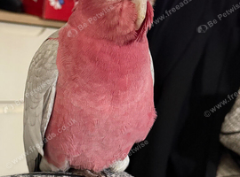 Young Galah