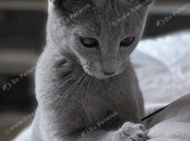 Russian blue boy