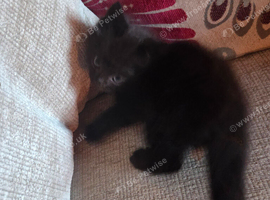 KITTENS FORSALE X2 FEMALE 1 MALE