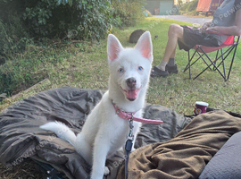 Pomsky puppy for sale 14 weeks old