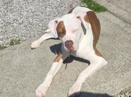 American bulldog 8 month old