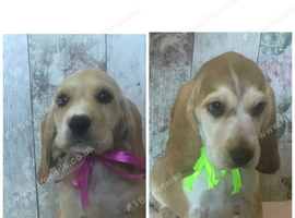 Adorable well socialised Chunky , Strong Cockador pups