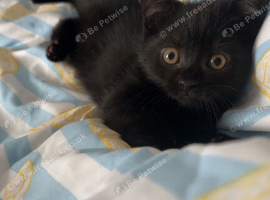 British short hair corss kittens