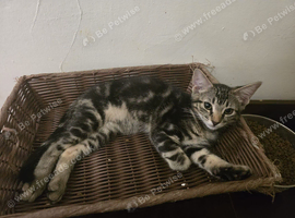 Male 10 week old kitten