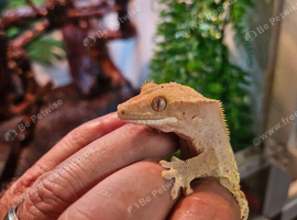 Crested geckos