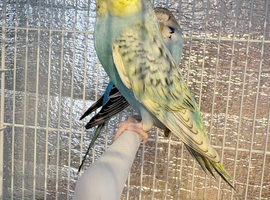 Baby budgies