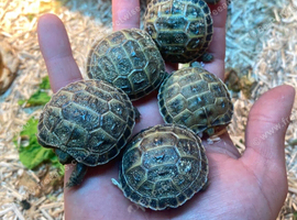 Baby horsefield tortoises for sale