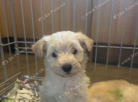 BEAUTIFUL WESTIEPOO PUPPIES 1 girl left