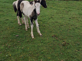 Piebald cob filly