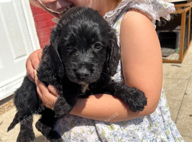 Cocker spaniel x Jack russel