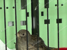 Two canary&rsquo;s for sale hens
