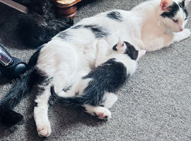 Beautiful kittens