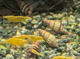 Golden shrimp + assassin snails