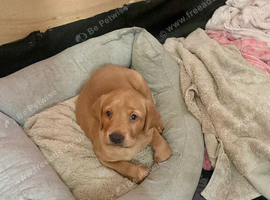 Pedigree red fox Labrador girl