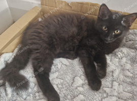 Kittens for rehoming
