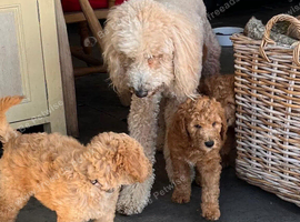 3 boys1 girl, golden doodles , stunning pups , all raised in a family home !  Really worth coming to see them