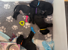 Black Labradors boys and girls
