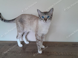 Siamese lynx Point