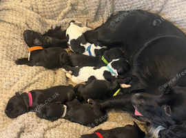 Cocker spaniel puppies