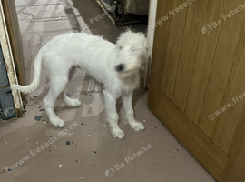 Bedlington Terrier cross whippet