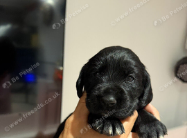 Cockerdor puppies