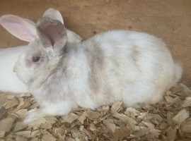 New Zealand x lop buck