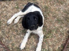 Springer Spaniel Puppies ready to go