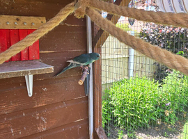 14 Week Old Kakariki Chicks for sale