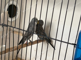 Black faced budgies