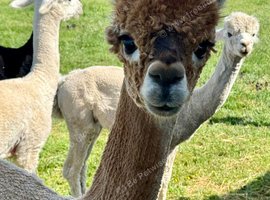 Registered Alpacas