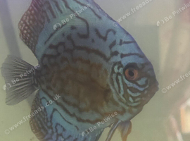 Blue Turk discus 3 for &pound;90