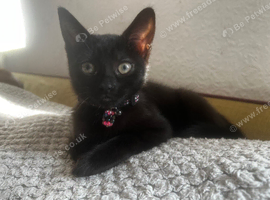 Kitten