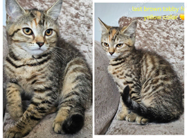 British blue shorthair crossed LAST FEMALE LEFT