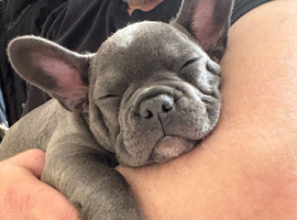 Grey frenchie