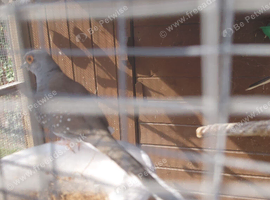 Diamond doves for sale.