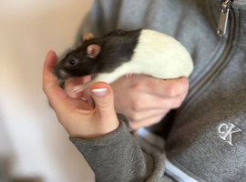 2 female rats to rehome including cage