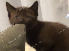 2 beautiful pure black maine coon x kittens