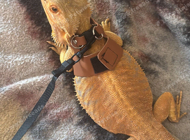 Morph beared dragon