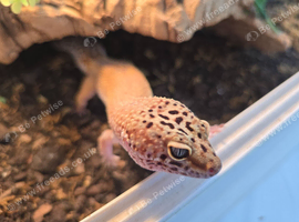 Leopard Gecko with 4ft Vivarium