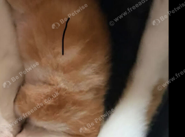 Ginger kittens