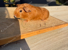 Pure bred California & satin baby boar guinea pigs