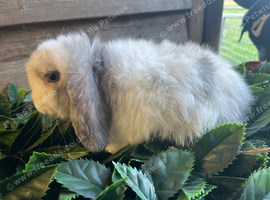 Gorgeous pure Mini lops