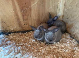 New Zealand &times; Thuringer Rabbits - Monmouthshire